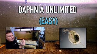 How I Raise Daphnia Water Fleas And You Can Too [upl. by Lumbard]