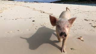 Bahamas Swimming Pigs  4K  🌴 [upl. by Herv579]