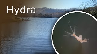 All About Hydra Description Anatomy and Feeding [upl. by Ecnerewal]