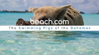 THE SWIMMING PIGS OF THE BAHAMAS [upl. by Klute620]