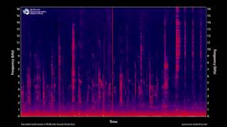 Killer whale vocalizations 100 minutes  MOO Antarctica [upl. by Ecirual]