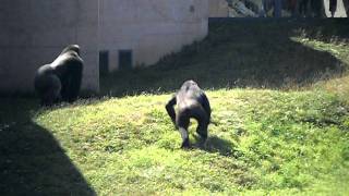 Gorilla Fight at Philadelphia Zoo [upl. by Asiilanna312]