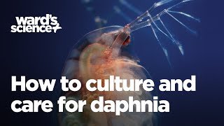 Caring and Culturing for Daphnia [upl. by Inalial42]