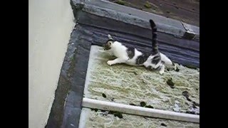 Cats on roofs and high places compilation [upl. by Irianat]