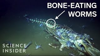 The Creepy Creatures That Feast On Dead Whales [upl. by Rumery]