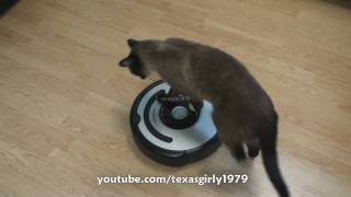 Cat shows HOW TO use iRobot Roomba Vacuum [upl. by Eoj]