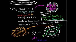 Immunology  Monocytes and Macrophages [upl. by Ityak]