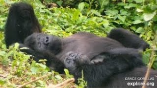 GRACE Gorilla Livestream powered by EXPLOREorg [upl. by Glassco91]