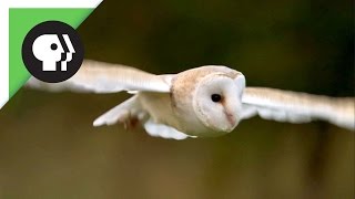 Owl Shows Off Silent Flight Superpower [upl. by Nilkoorb]