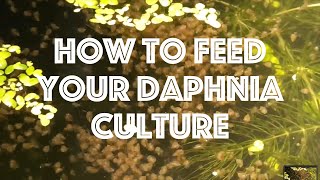 How To Feed Your Daphnia Culture [upl. by Dorman364]