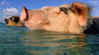 These Swimming Pigs Live a Cushy Lifestyle in the Bahamas [upl. by Eycats225]