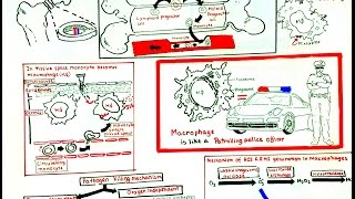 Macrophage and its role in immunity [upl. by Sprage]