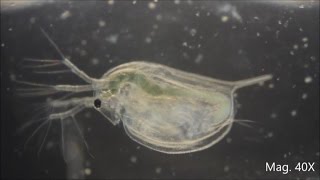 Daphnia magna under the Microscope [upl. by Addison367]