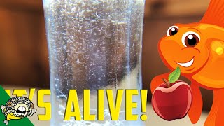 How to culture Vinegar Eels The EASY Way Live Fish Food [upl. by Kcire]