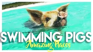 BAHAMAS SWIMMING PIGS ISLAND IN EXUMA [upl. by Hultin]