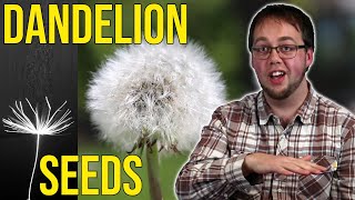 How do Dandelions Spread their Seeds [upl. by Ellezaj]