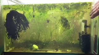 Scuds Daphnia Cherry Shrimp Copepods My aquatic food culture [upl. by Rycca]