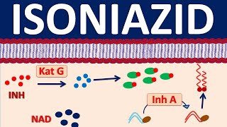 Isoniazid inh  A narrow spectrum antibiotic for tuberculosis [upl. by Hazem969]