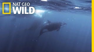 Orcas vs Sperm Whales  Nat Geo Wild [upl. by Orlosky]