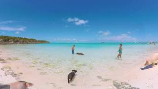 Pig Beach in Exuma at 360° [upl. by Namaan]