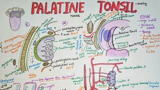 Palatine tonsils Anatomy  borders  blood supply clinical aspects [upl. by Matheson]