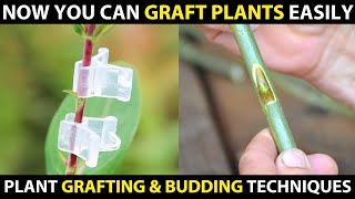 Grafting and Budding Techniques  Easy Plant Grafting Methods [upl. by Nhguavoj]