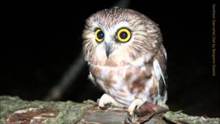 Northern Sawwhet Owl Call [upl. by Aman]