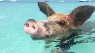 The Swimming pigs of Exuma [upl. by Laura]