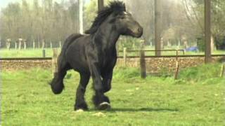 Simon van Straten  Beautiful Belgian Draft Horse [upl. by Aliekat]