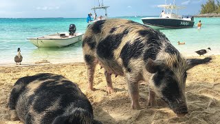 Swimming with pigs  Pig Island Bahamas  Spanish Wells  Things To Do In The Bahamas [upl. by Dublin]