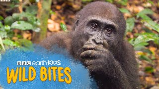 Gorillas are HIGHLY Intelligent  Wild Bites  BBC Earth Kids [upl. by Selfridge114]