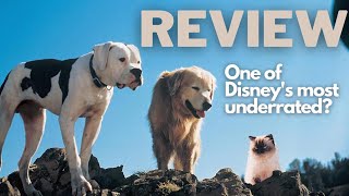 Homeward Bound 1993  Review [upl. by Nussbaum800]