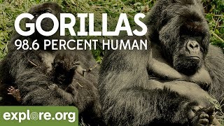 Gorilla Documentary  Gorillas 986 Human  Explore Films [upl. by Hallett]