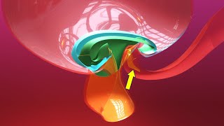 Allantois formation  Embryonic folding 3D overview  Animated Embryology  3rd Week [upl. by Kissel6]