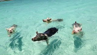 WHEN PIGS SWIM THE FILM EXUMA BAHAMAS [upl. by Koenraad143]