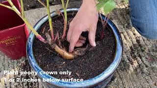 Growing Successful peonies  Planting in Containers Primrose Hall Peonies [upl. by Irami]