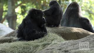 Western Lowland Gorilla Born at Zoo Atlanta [upl. by Arnaldo498]