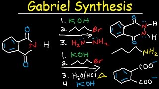 Gabriel Synthesis Reaction Mechanism  Alkyl Halide to Primary Amine [upl. by Aseral]