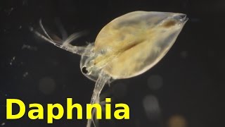 Daphnia [upl. by Kristoforo]