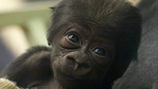 CUTE Adorable baby gorilla meets his sister [upl. by Amada813]