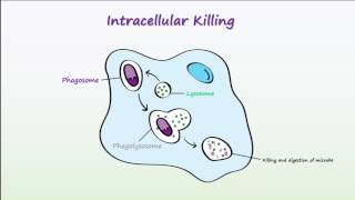 Phagocytosis [upl. by Lilly41]