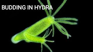 Lecture9  BUDDING IN HYDRA  very easy explanation [upl. by Slater]