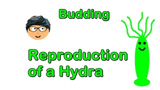 How does a Hydra Reproduce The process of Budding [upl. by Ier]