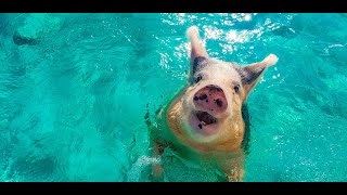 Swimming with Pigs in Pigs Beach  Exuma Bahamas [upl. by Balkin258]