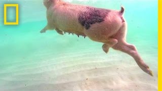 Swimming Pigs Rule This Tropical Island  National Geographic [upl. by Yahsal]