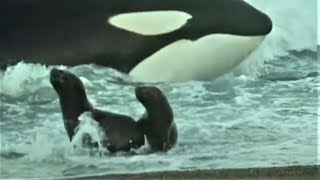 Deadly Killer Whale Moments  Top 5  BBC Earth [upl. by Dylana]