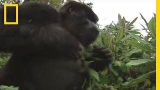 How to Survive a Gorilla Charge  National Geographic [upl. by Moneta702]