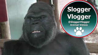 Silverback Gorilla Shows Strength When Throwing Female [upl. by Anestassia]