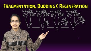 Fragmentation Spirogyra Budding Hydra amp Regeneration Planaria Morphallaxis amp Epimorphosis [upl. by Jaquelyn]