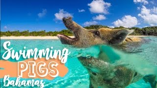 Swimming Pigs of the Bahamas  Exuma Cays [upl. by Corbie]